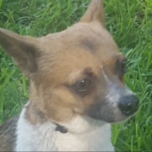 Meet your Posher, Young